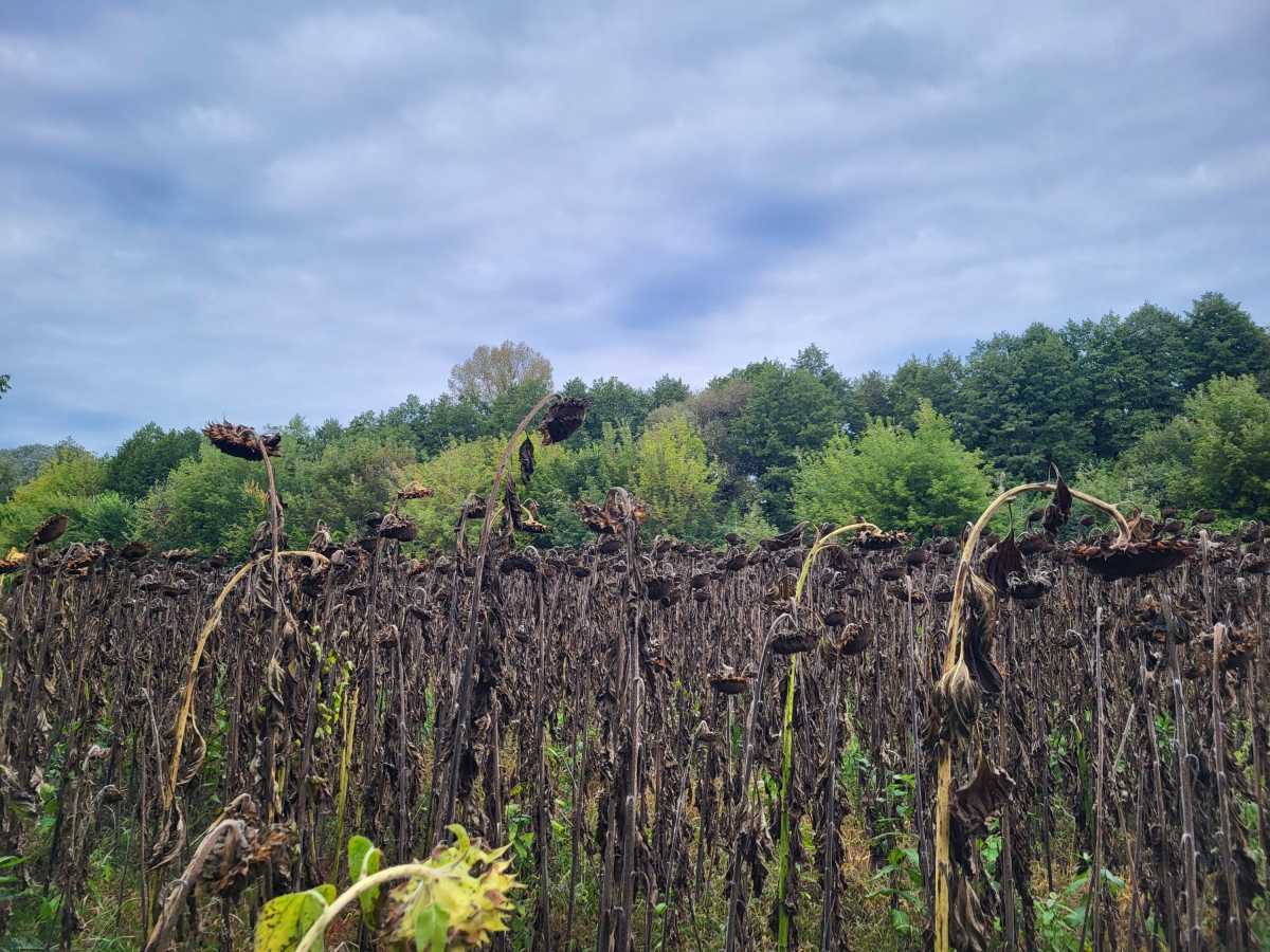 Продажа участка для личного сельского хозяйства 12 соток, б/н