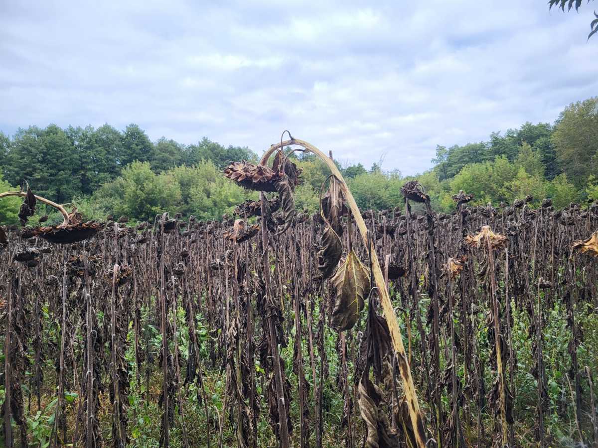 Продажа участка для личного сельского хозяйства 12 соток, б/н