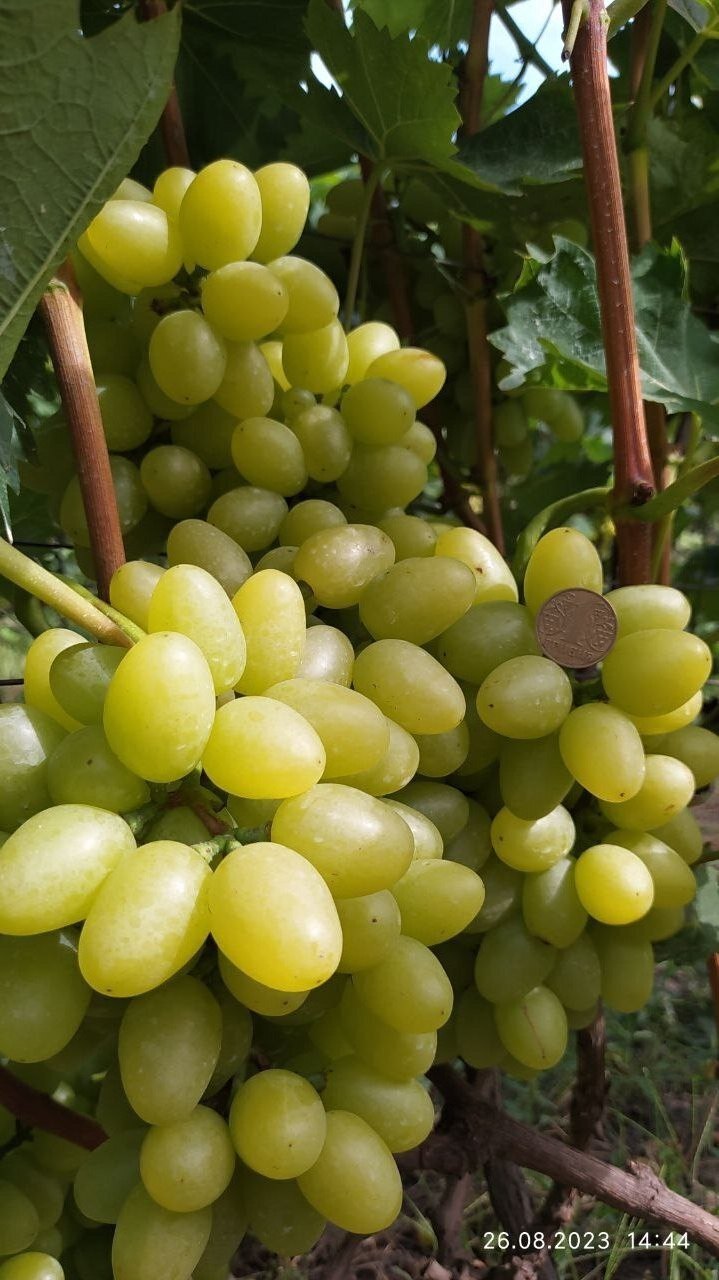 Продажа дома 61.5 м²