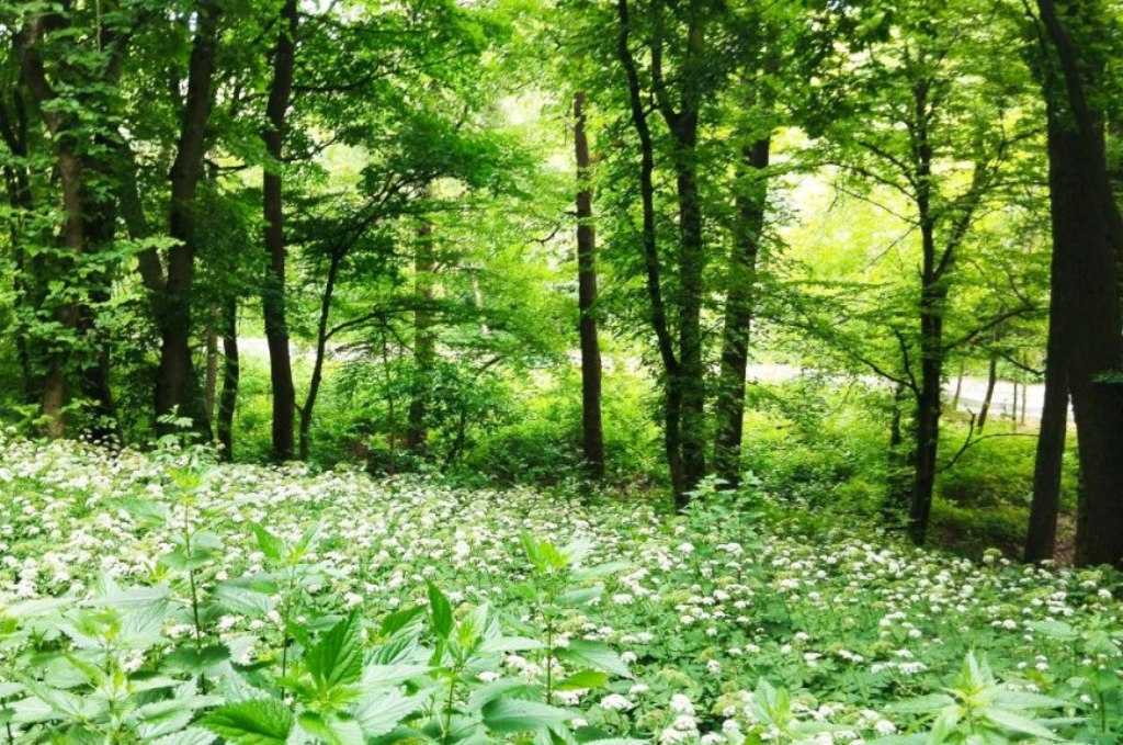 Продажа участка под индивидуальное жилое строительство 10 соток, Лысогорский спуск