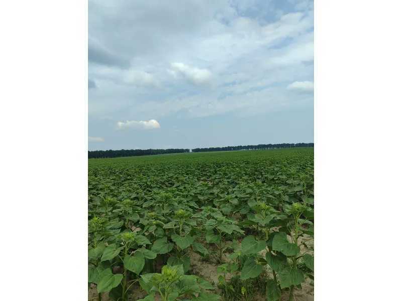 Продажа участка для личного сельского хозяйства 1519.95 соток, Нова