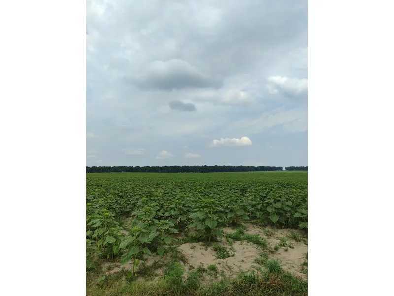 Продажа участка для личного сельского хозяйства 1519.95 соток, Нова