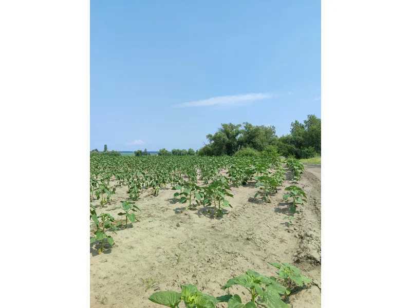 Продажа участка для личного сельского хозяйства 1689.42 соток, Нова