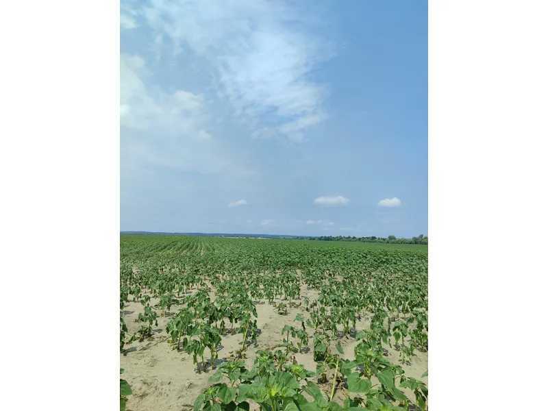 Продажа участка для личного сельского хозяйства 1689.42 соток, Нова