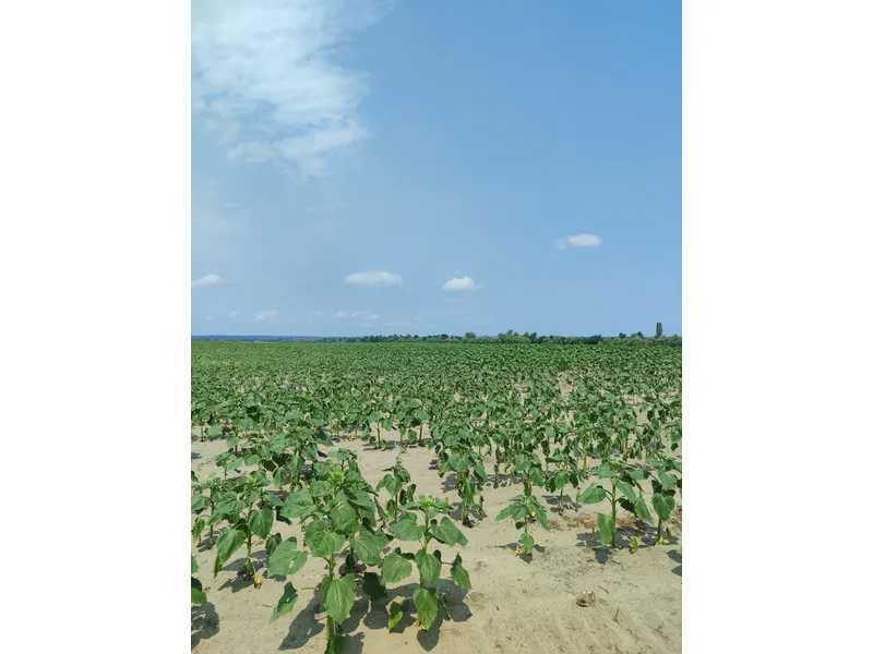 Продажа участка для личного сельского хозяйства 1689.42 соток, Нова