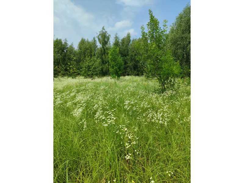 Продажа участка для личного сельского хозяйства 1689.42 соток, Нова