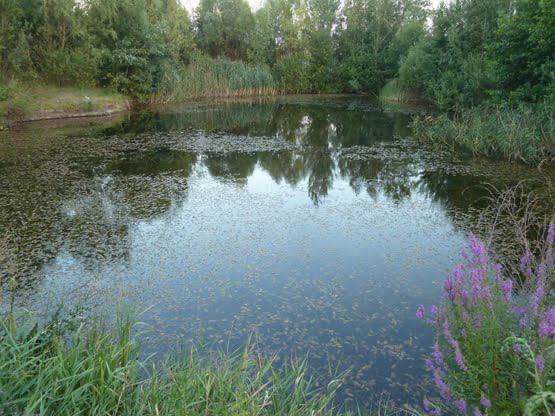 Продажа участка под индивидуальное жилое строительство 60 соток, Казацкий пер.