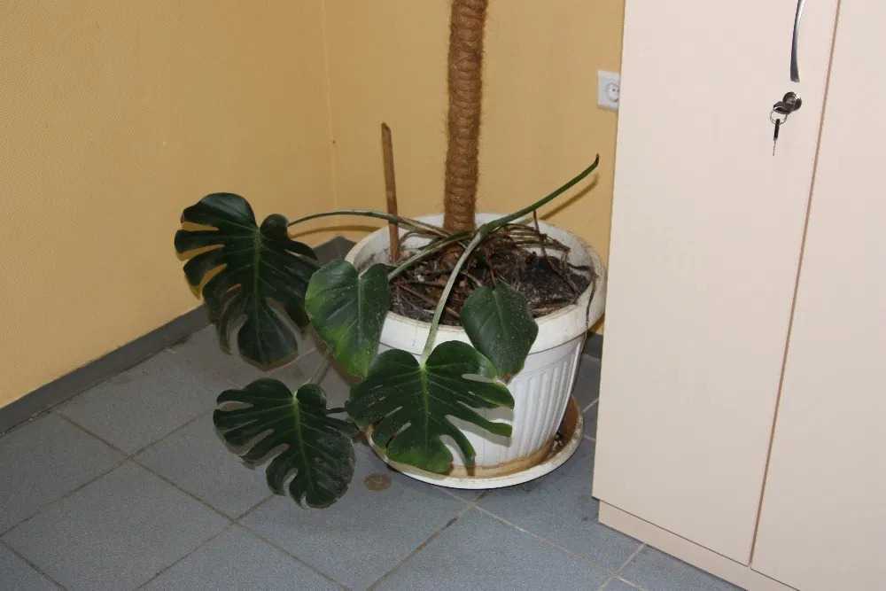 Аренда комнаты/части квартиры, Вискозная ул.