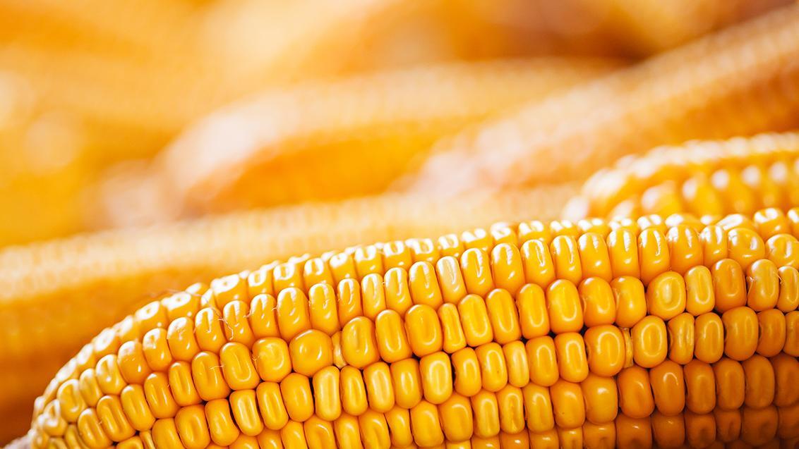 Продаж ділянки під рослинництво 190 соток