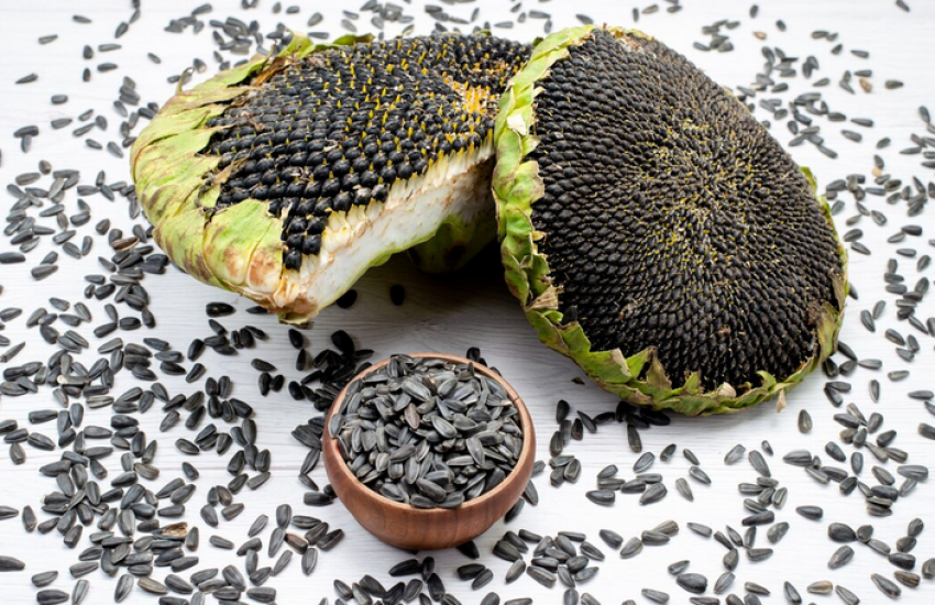 Продаж ділянки під рослинництво 190 соток