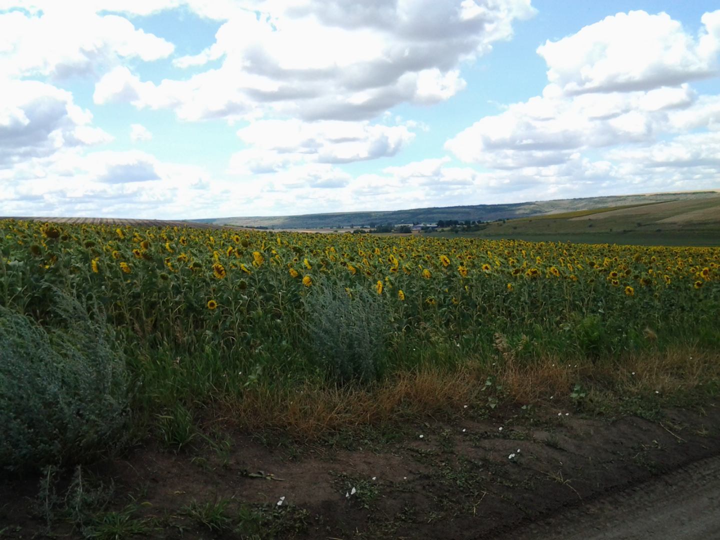 Продаж ділянки під рослинництво 3000 соток
