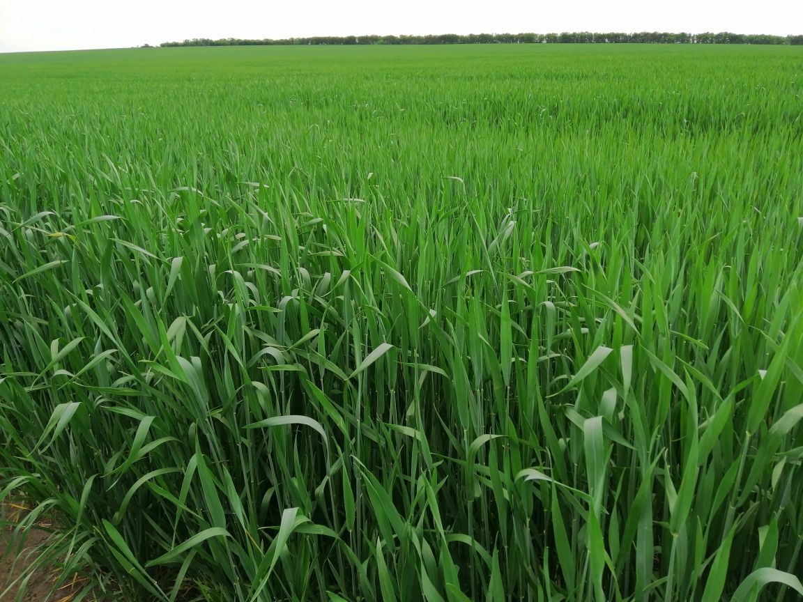 Продаж ділянки під рослинництво 3000 соток