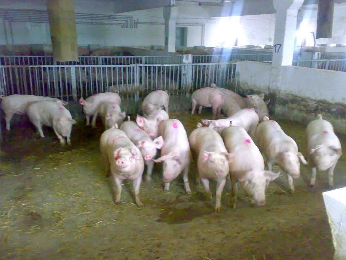 Продажа коммерции 3000 м²