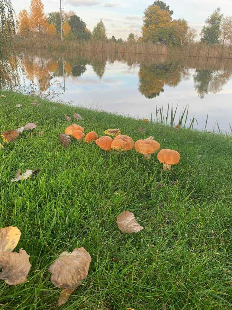 Продажа коттеджа 585 м², Центральная ул.