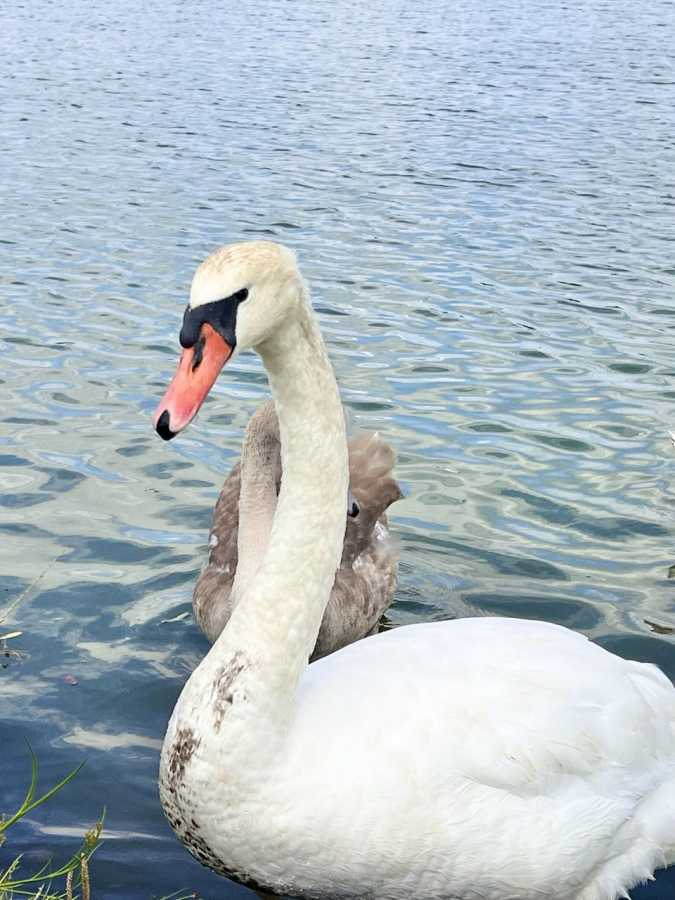 Продажа участка под индивидуальное жилое строительство 20 соток, Університетська 8