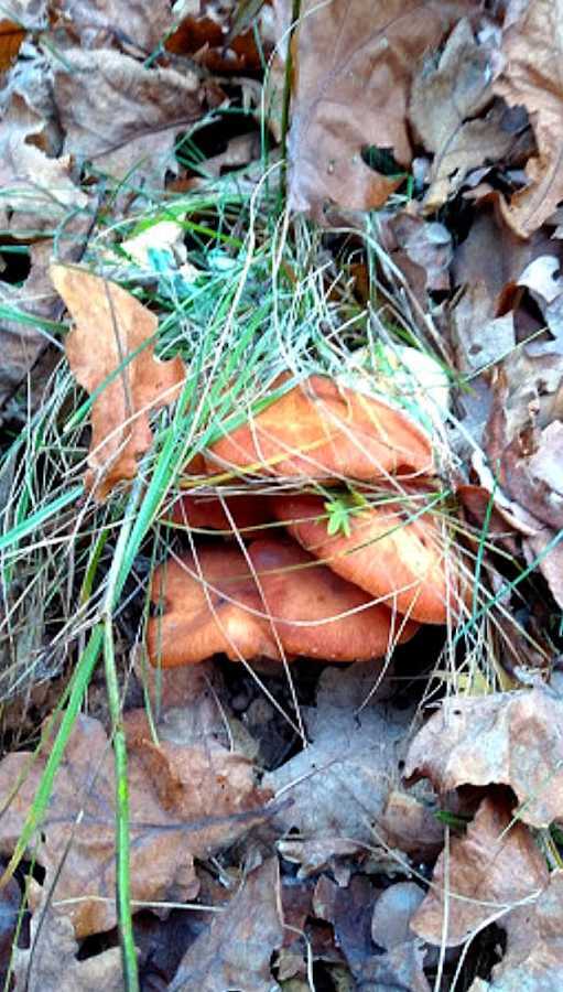 Продажа дома 40 м², Польова