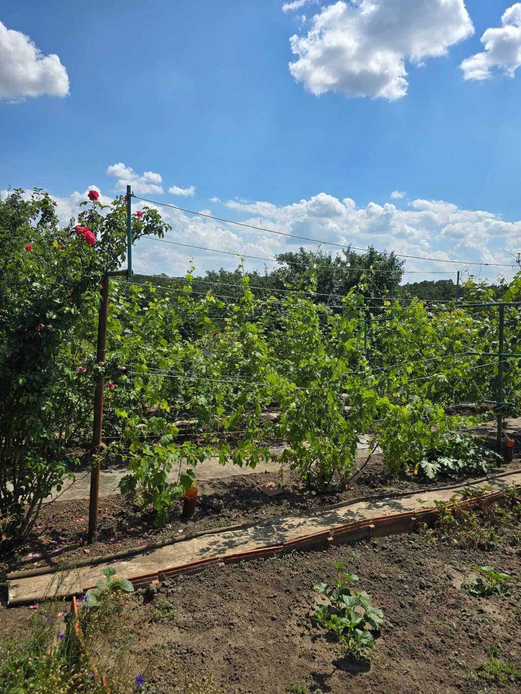 Продаж дачі 40 м², Польова