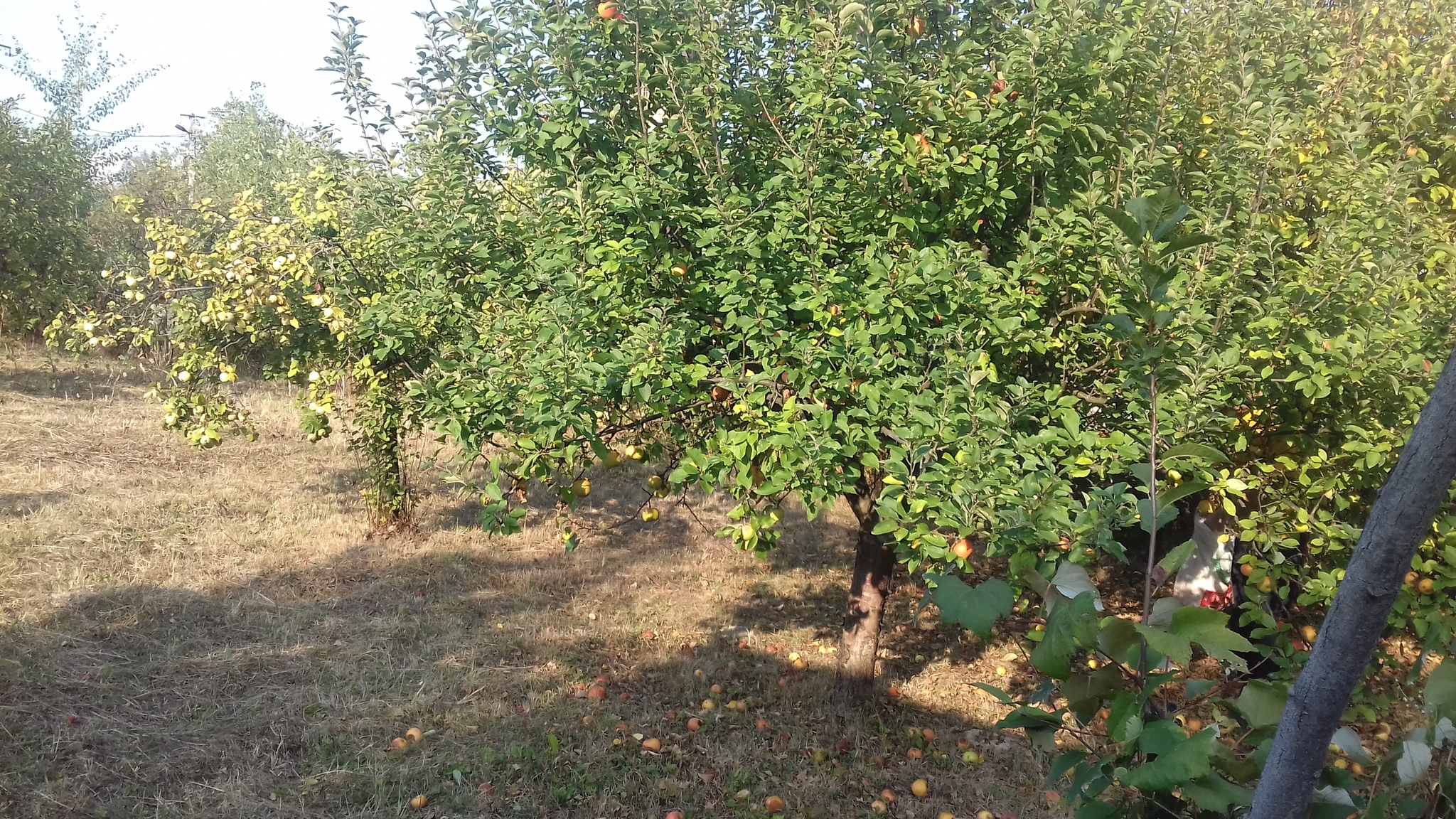 Продажа участка под индивидуальное жилое строительство 6 соток, Зеленая ул.