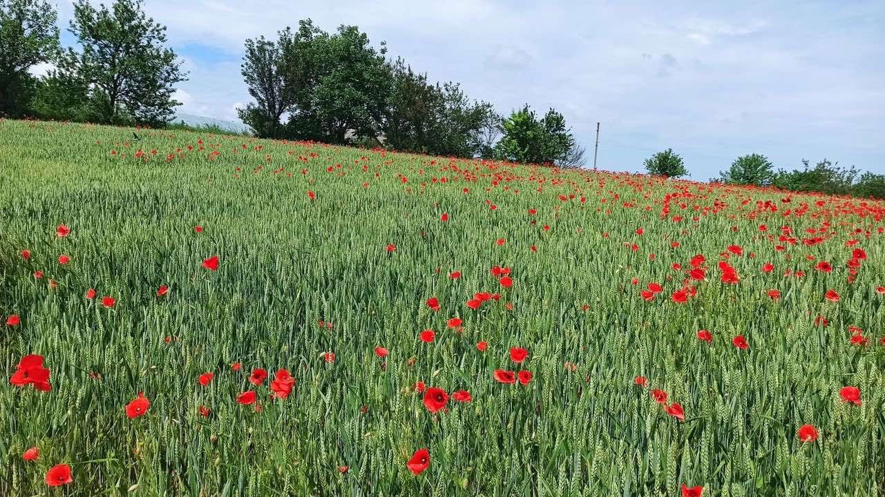 Продажа участка под индивидуальное жилое строительство 32 соток