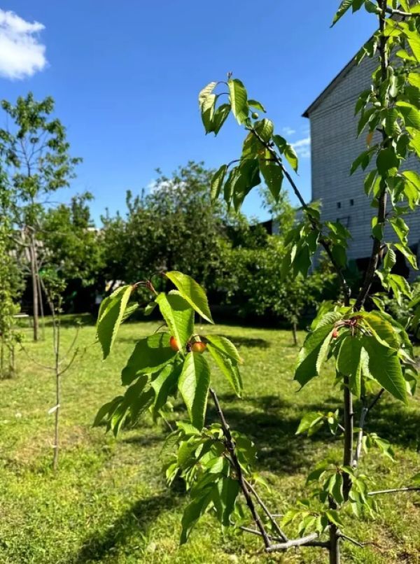 Продажа дома 223 м², Райниса пер.