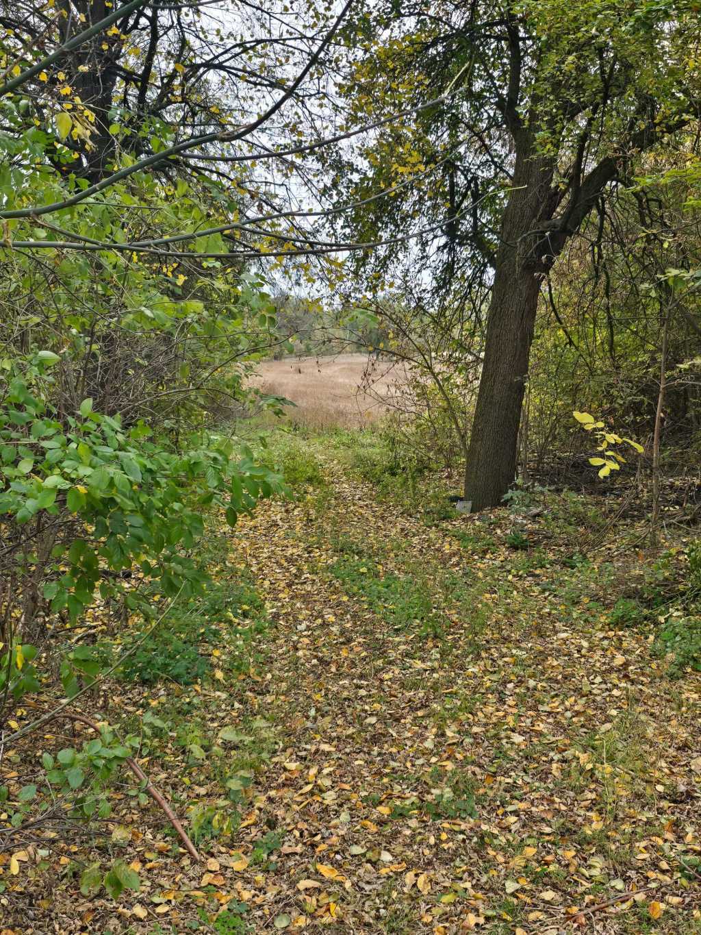 Продажа дома 56 м², Центральна, 1
