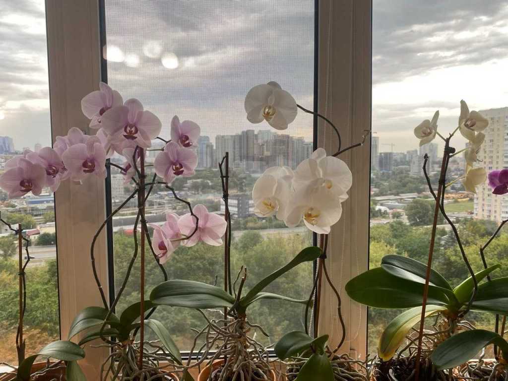 Продажа 1-комнатной квартиры 44.4 м², Феодосийская ул., 3в