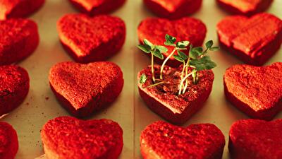 Земляные капсулы с семенами растений от львовской студии Good Root eco family