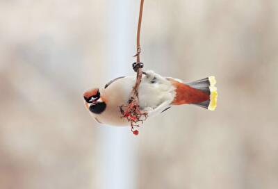Зимние кормушки для птиц: как помочь пернатым перезимовать