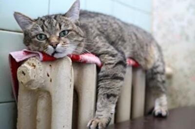 Холодно в квартире. Какой должна быть температура теплоносителя в централизованной системе отопления