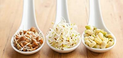 Как вырастить ростки пшеницы в домашних условиях