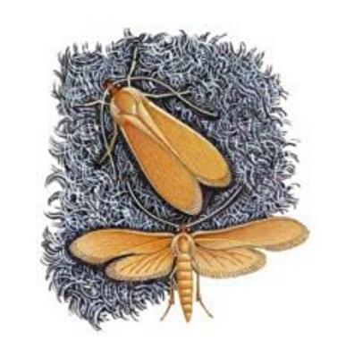 Как избавиться от моли в квартире