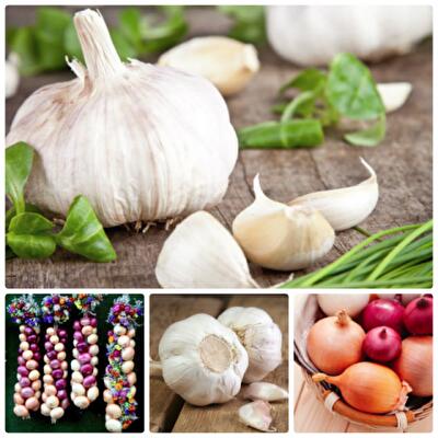Где в квартире хранить лук и чеснок на зиму
