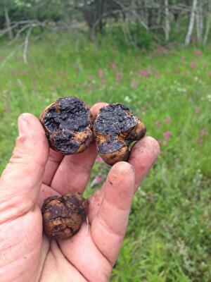 Найдорожчі в світі гриби ростуть на Київщині: фотофакт