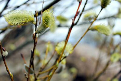 Вкусное меню на 17 день Великого поста