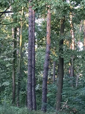 Бучанський район, м. Буча, Тарасівська вул., 10Д