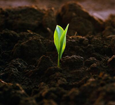 Цена чернозема: сколько на самом деле стоит земля Украины