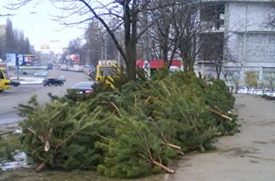 Пункты утилизации елей: как можно выбросить живую елку с пользой