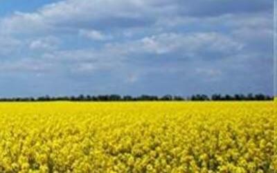 Ситуативний прогноз: чи почнеться відродження у 2016 році