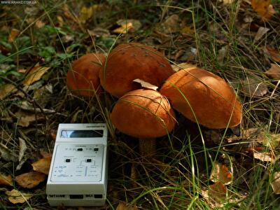 Из зоны ЧАЭС в Киев вывозят грибы, яблоки и песок 