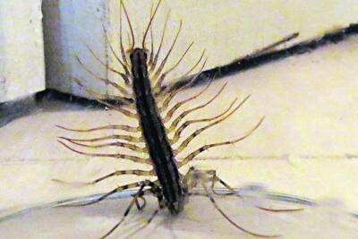 Фильмы ужасов отдыхают: что можно увидеть в углах киевских квартир