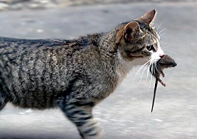 Як Київ боротиметься з гризунами на вулицях