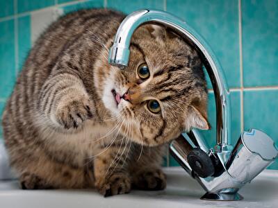 Где в Киеве сегодня нет горячей воды