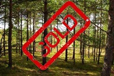 Кто захватил под застройку заповедный лес под Киевом