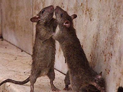 Киев заполонили крысы: в чем опасность и куда обращаться