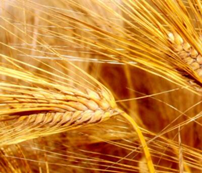 Судьба украинской аграрной продукции в Европе