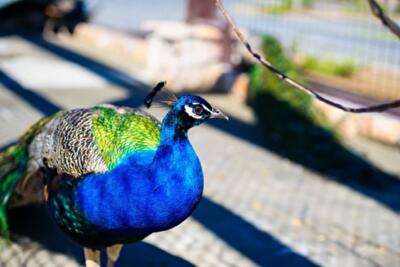 Под Киевом открывается Disney-зоопарк с полярными волками и белыми львами