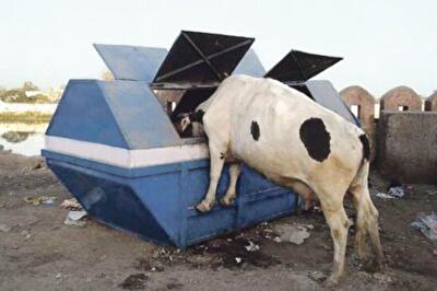 Гаражная распродажа: украинскую землю могут скупить за бесценок