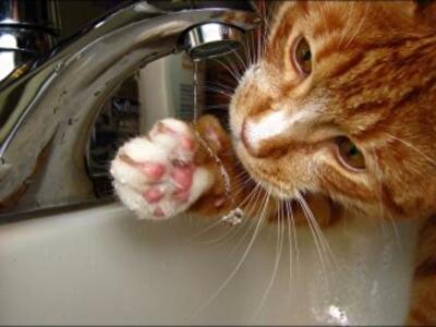 Киевлянам разрешат платить за воду в рассрочку