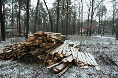 Лес под Киевом за 245 млн грн забрали у семьи экс-нардепа и вернули государству