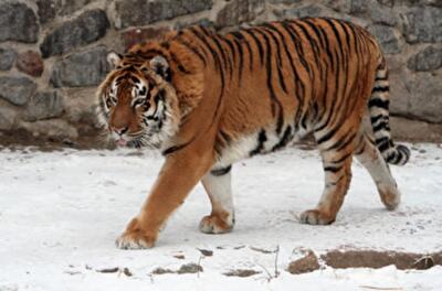 Киевский зоопарк готовит женщинам сюрприз на 8 марта